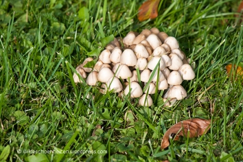 Späte Pilze Ende Oktober