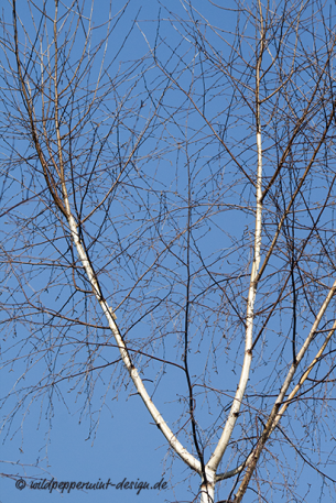 Birke, Frühling, ohne Blätter, weiß, Himmelblau