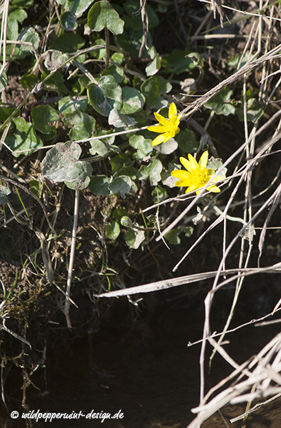 Scharbockskraut, gelbe Wildblume, Frühblüher