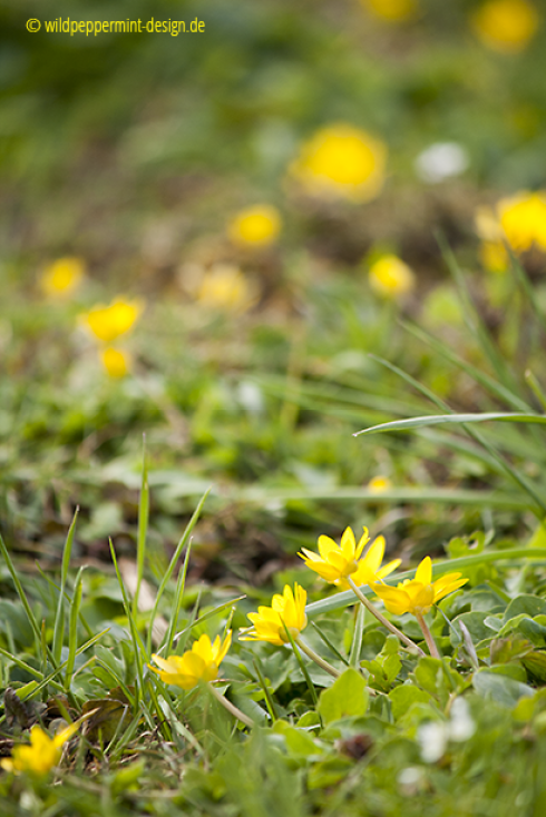 © wildeschoenheiten.wordpress.com, scharbockskraut, gelbe wildblume, frühling blühend, am wasser, feuchte wiesen