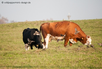 Deutsche-Madenpicker, Stare auf der Kuhweide, Kühe, Rinder, wildeschoenheiten.wordpress.com