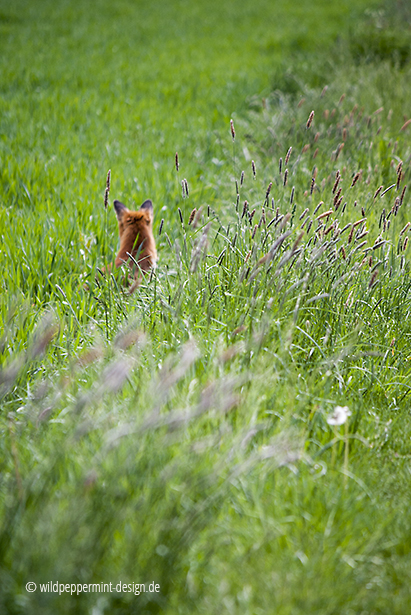 Fuchs-im-Blick, Fuchs im hohen Gras, wildeschoenheiten.wordpress.com