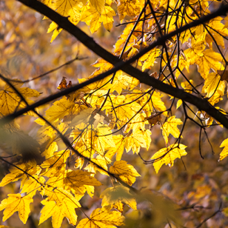 Abschiedsgala Herbst, ahornblätter golden, herbstlicht, wildeschoenheiten.wordpress.com