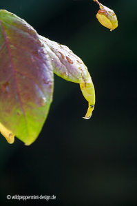 waterdrops, herbstlich gefärbte Heidelbeerblätter, wildeschoenheiten.wordpress.com