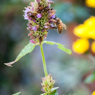 Fast verblühte Agastasche mit Biene im Oktober, wildeschoenheiten.wordpress.com