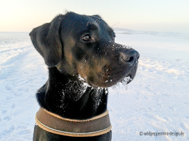 Labrador Retriever mit Eismaske, im Winter, wildeschoenheiten.wordpress.com