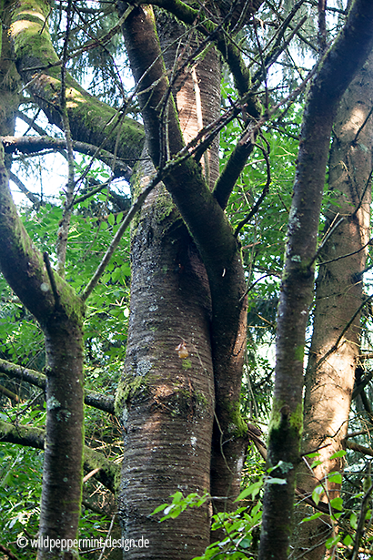 Baumliebe, engumschlungen, zusammengewachsene bäume, naturfoto des tages, wildgruenbunt.wordpress.com