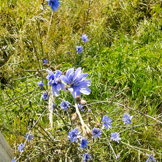 Wegwarte, wilde blaue Blume, blau blühende Wildblume, Blaue Wildblume am Straßenrand, wildeschoenheiten.wordpress.com