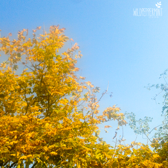 Goldener Oktober, diffuses Herbstlicht, Foto wildpeppermint-design.de