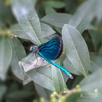 Blauflügel Prachtlibelle, Libellenart, blaue Libelle, © wildpepeprmint-design.de