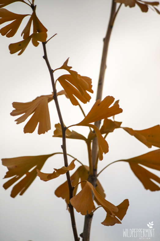 Ginkgo im Herbstkleid © wildpepeprmint-design.de
