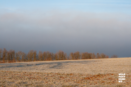 Morgensonne & Nebel im Winter