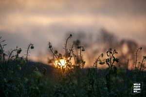 Sonnenaufgang - © wildpeppermint-design.de