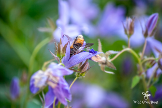 Hängepolster Glockenblume mit eingetauchter Biene oder Schwebfliege