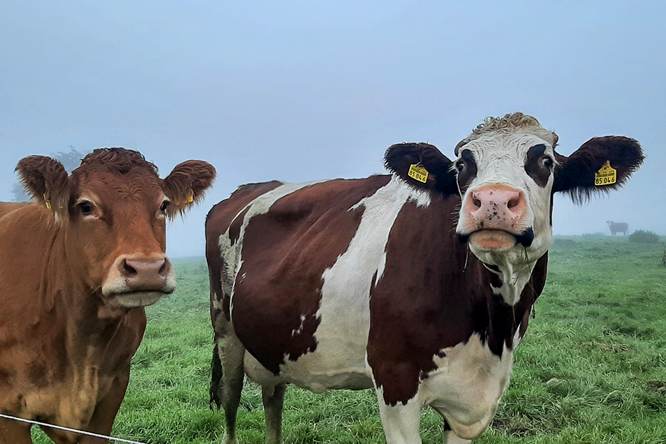 Bio Rinder, Rinder im Morgennebel, Kuh, Kühe im Herbst